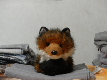 Fofxox (Red Fox, Douglas)